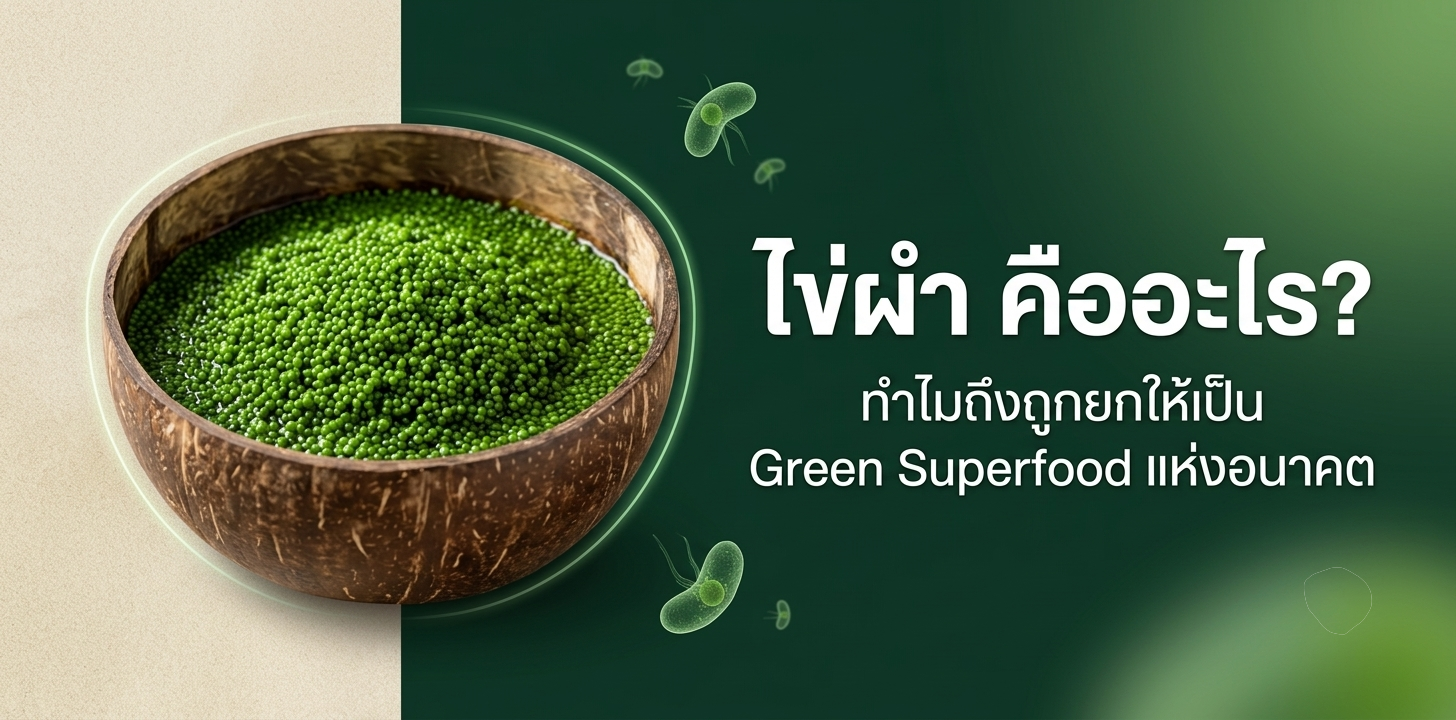 ไข่ผำ คืออะไร? ทำไมถึงถูกยกให้เป็น Green Superfood แห่งอนาคต